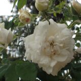 アルミーダ（Armide）- alba/damask