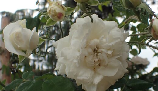 アルミーダ（Armide）- alba/damask