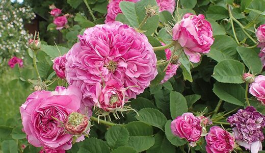 ベル・エルミニー（Belle Herminie）- gallica