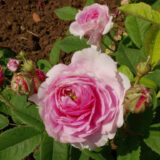 ベレニス（Bérénice）- gallica/centifolia