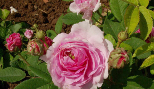 ベレニス（Bérénice）- gallica/centifolia