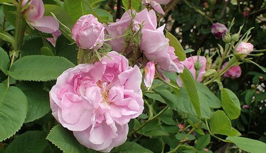 ベルナール（Bernard）- damask perpetual