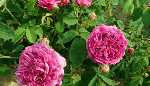 カティナ（Catinat）- gallica