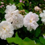 Comtesse de Murinais