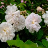 Comtesse de Murinais