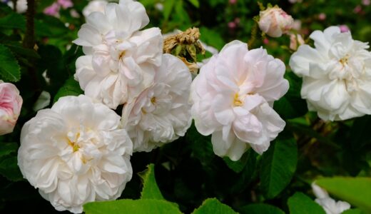 コンテス・ド・ミュリネ（Comtesse de Murinais）- moss