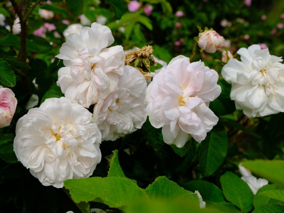 Comtesse de Murinais