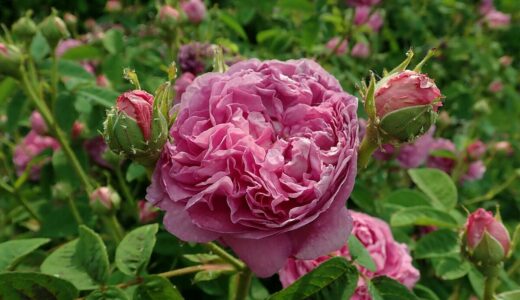 コジモ・リドルフィ（Cosimo Ridolfi）- gallica