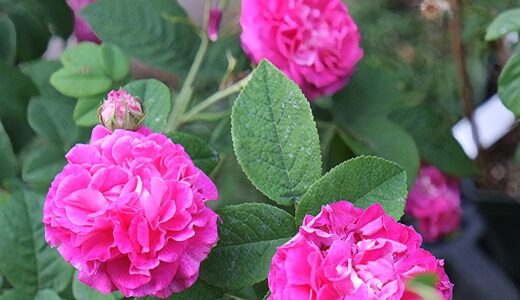 ダゲッソー（D'Aguesseau）- gallica