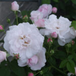 Duchesse d'Angouleme