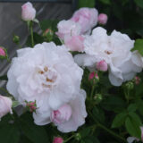 デュセス・ダングレーム （Duchesse d’Angouleme）- gallica/centifolia