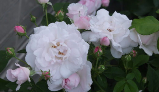 デュセス・ダングレーム （Duchesse d'Angouleme）- gallica/centifolia