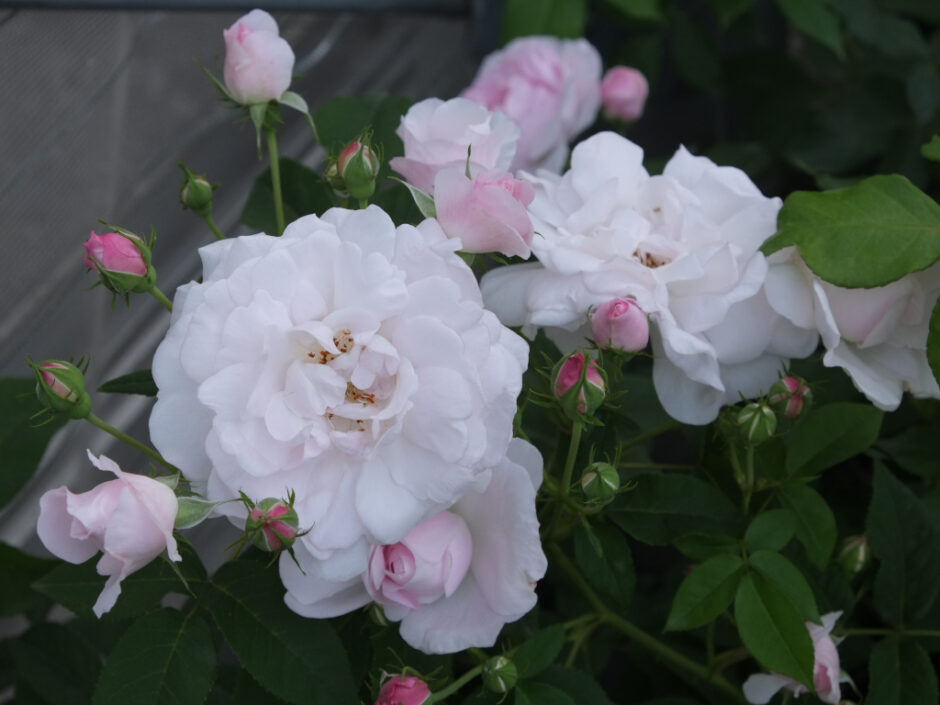 Duchesse d'Angouleme