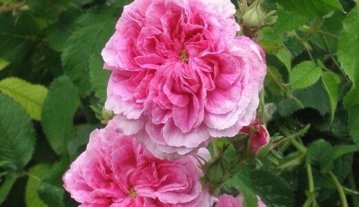 デュセス・ド・ベリー（Duchesse de Berry）- alba/damask