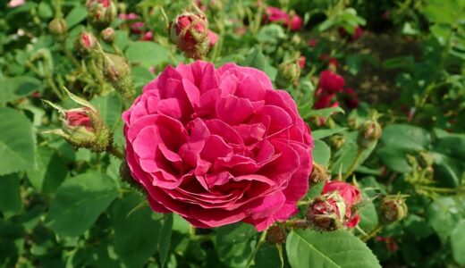 エトナ（Etna）- moss