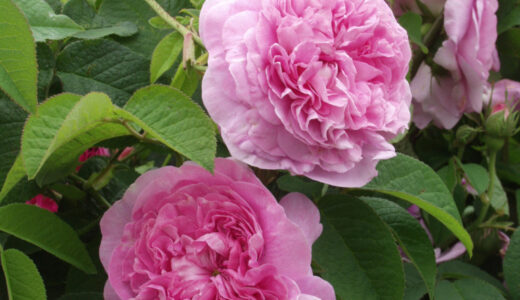 イプシランテ（ Ipsilanté ）- gallica