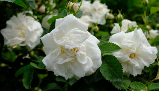 ジャンヌ・ダルク （Jeanne d'Arc ）- alba