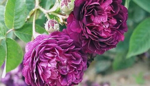 ラ・ネグレス（La Négresse）- damask perpetual