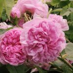 La Ville d'Bruxelles