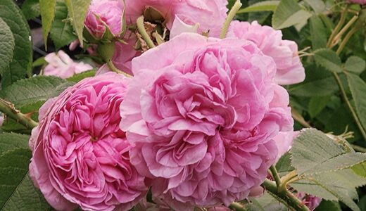 ラ・ヴィル・ド・ブルッセル（La Ville de Bruxelles）- damask