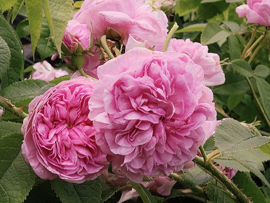 La Ville d'Bruxelles