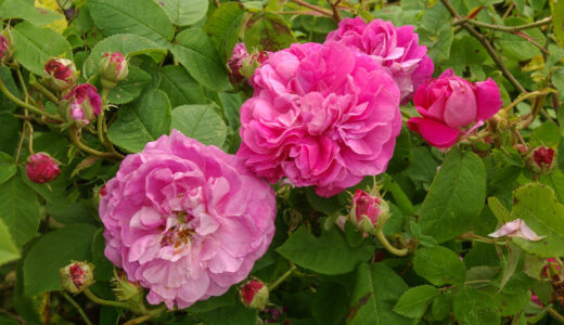 オンパレ（Omphale）- gallica