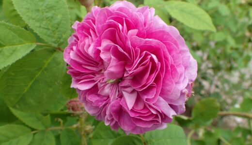 プルゴレーゼ（Pergolèse）- gallica/damask perpetual