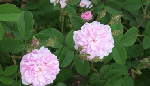 プチ・リゼット（Petite Lisette）- alba