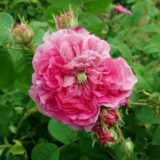 アデール・ウ（Adèle Heu）- gallica