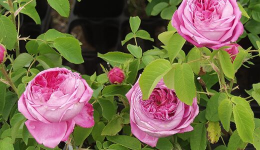 ヨランド・ダラゴン（Yolande d'Aragon）- damask perpetual