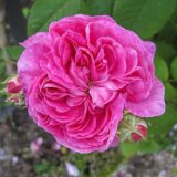 アガタ・ファティム（Agathe Fatime）- gallica