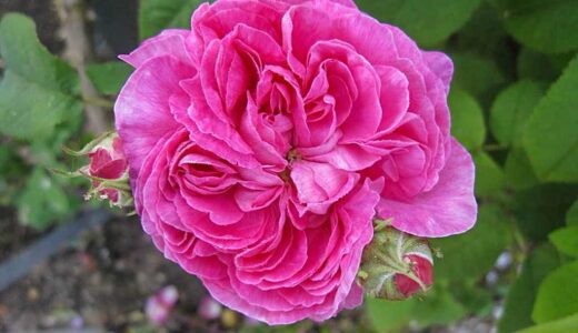 アガタ・ファティム（Agathe Fatime）- gallica