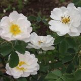 アルバ・セミ・プレナ（Alba Semi-Plena）- alba