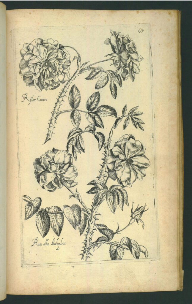 『最も敬虔なキリスト教徒の王、フランスとナバルの王ルイ13世の庭園（Le jardin du Roy tres chrestien, Loys XIII, Roy de France et de Navare）』