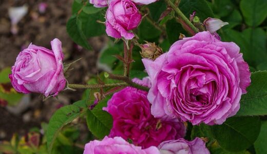 アンブロワーズ・パレ（Ambroise Paré）- gallica