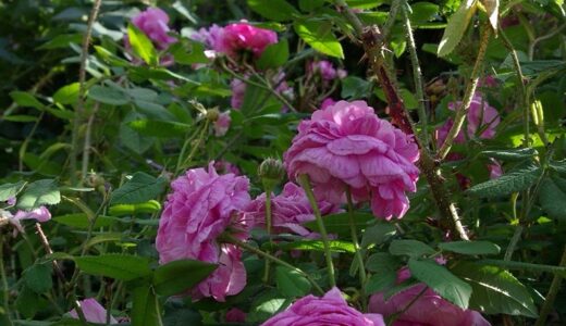 アナイス・セガラ（Anaïs Ségalas）- centifolia