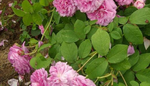 ベル・エレーヌ（Belle Hélène）- gallica