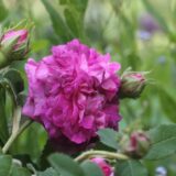 Belle Pourpre Violet