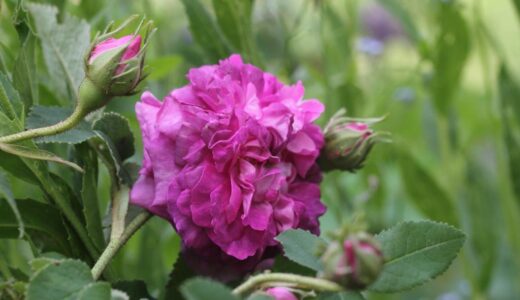 Belle Pourpre Violet