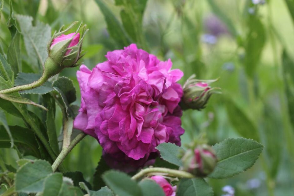 Belle Pourpre Violet