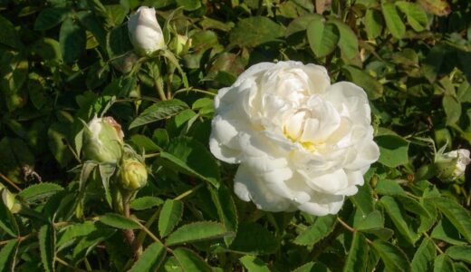 ブラン・ド・ヴィベール（Blanc de Vibert）- damask perpetual