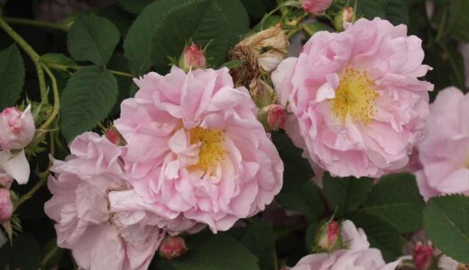 スルシアナ（Celsiana）