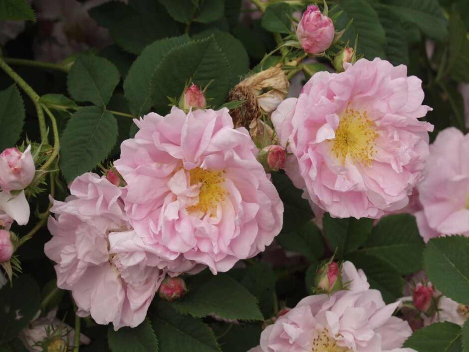 スルシアナ（Celsiana）