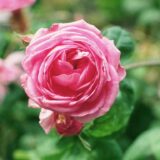 ケンティフォリア・ブラータ