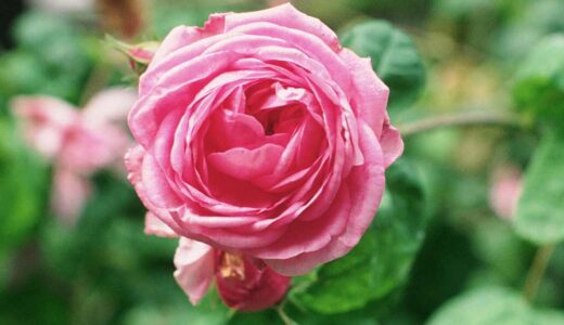 ケンティフォリア・ブラータ