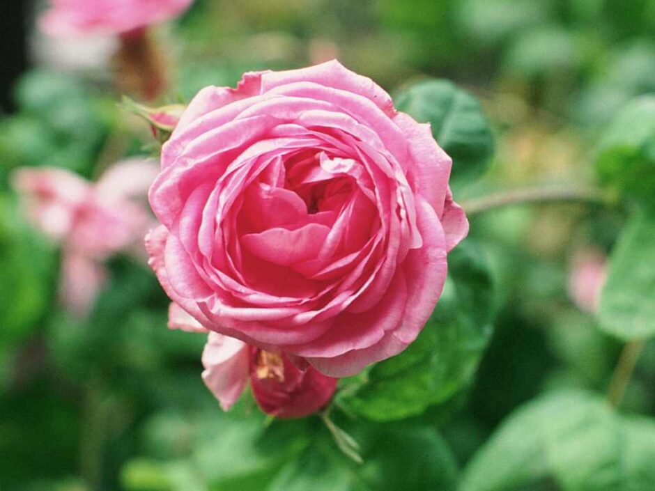 ケンティフォリア・ブラータ