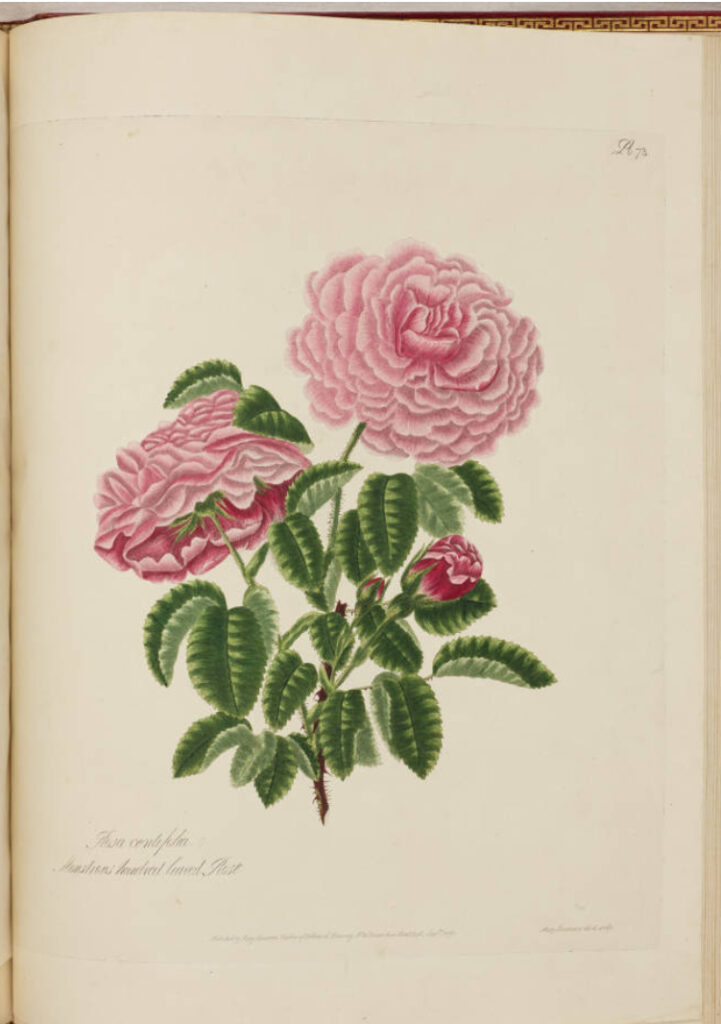 ロサ・ケンティフォリア・ブラータ（R. centifolia bullata）- centifolia