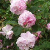 Centifolia Variegata