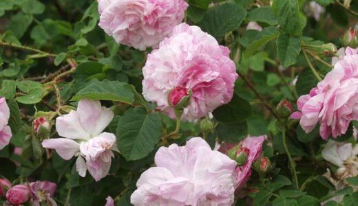 Centifolia Variegata