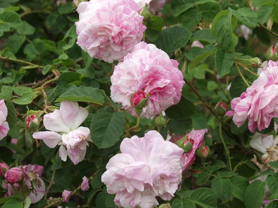 Centifolia Variegata